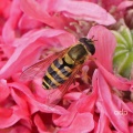 Syrphus ribesii, female, hoverfly, Alan Prowse